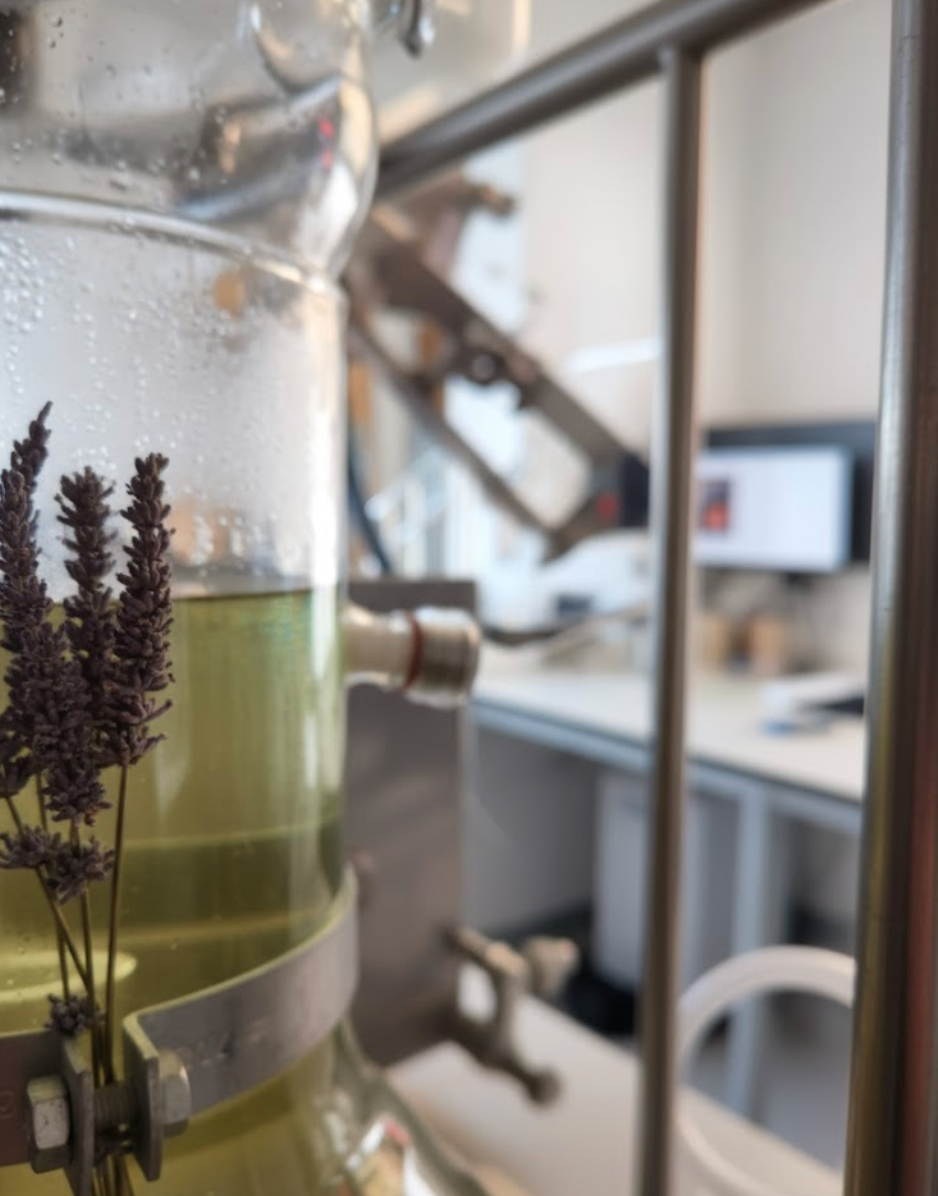 De la plante au soin : comment l’extraction végétale maximise l’efficacité de vos cosmétiques 100% naturels