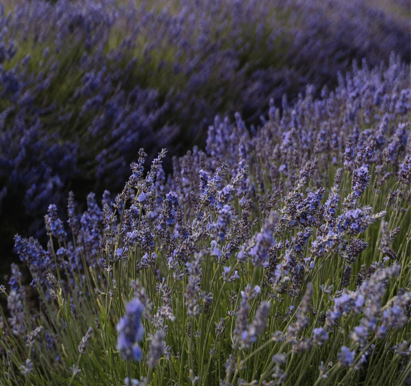 Cosmétiques 100% naturels, colorations végétales, sérums naturels : la beauté sans compromis
