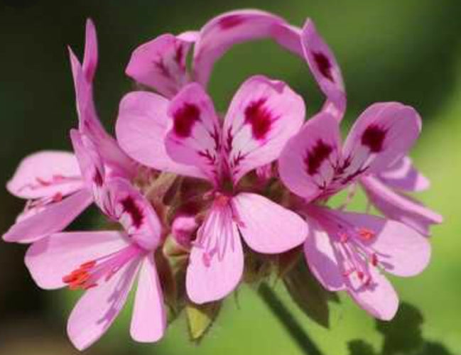 Géranium Rosat Bourbon Bio Français