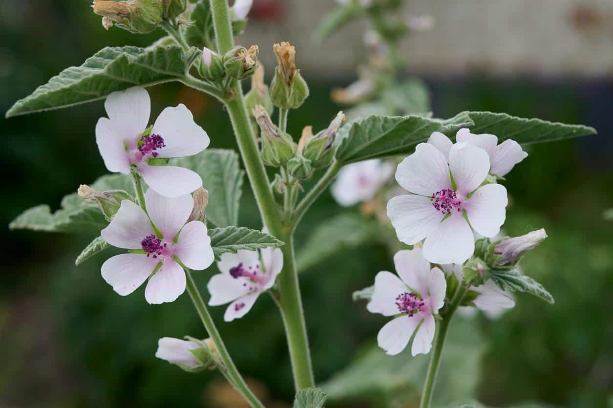 La Guimauve : l’alliée végétale de la peau et des cheveux à la rentrée 🌸