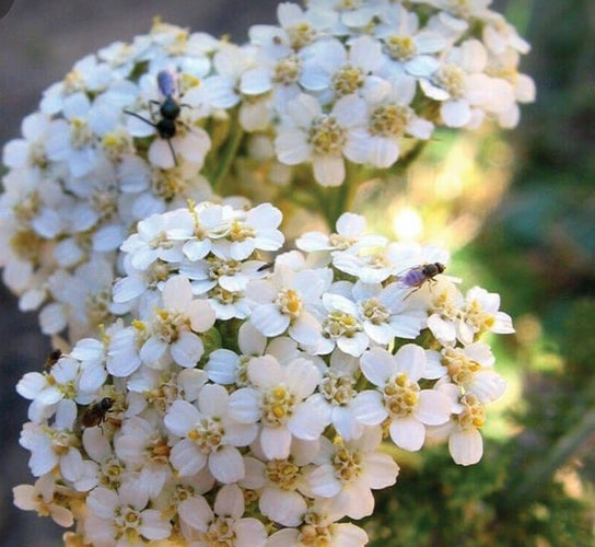 Achillée Millefeuille Française et Bio