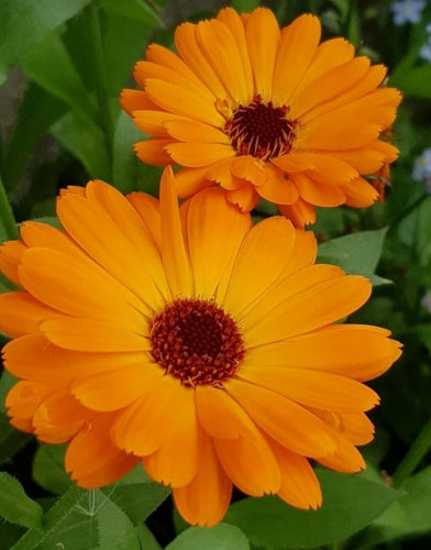 Macérat Calendula Français Bio