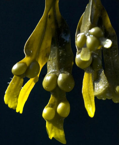 Fucus Français Sauvage