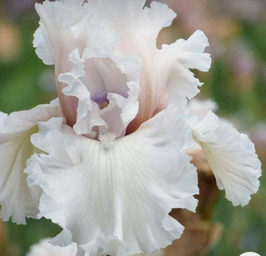 Iris Bio