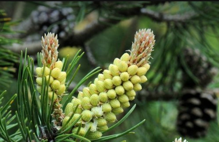 Pin Sylvestre Français et Bio